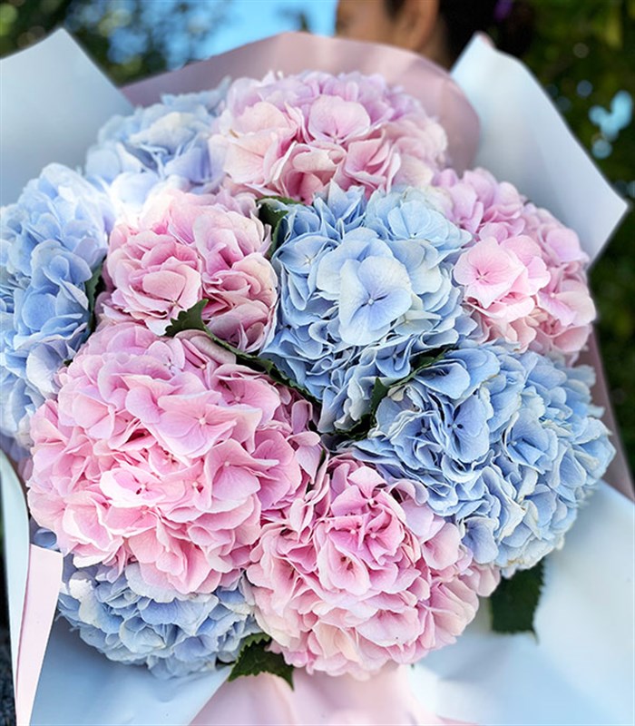 Carroline Grand Deluxe Mavi Ortanca Pembe Ortanca Buketi