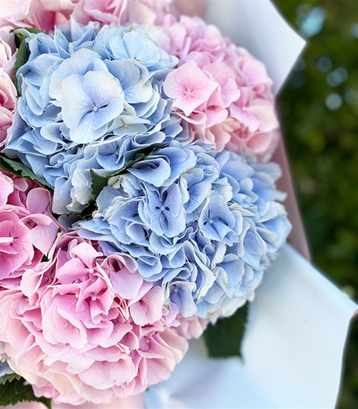 Carroline Grand Deluxe Mavi Ortanca Pembe Ortanca Buketi