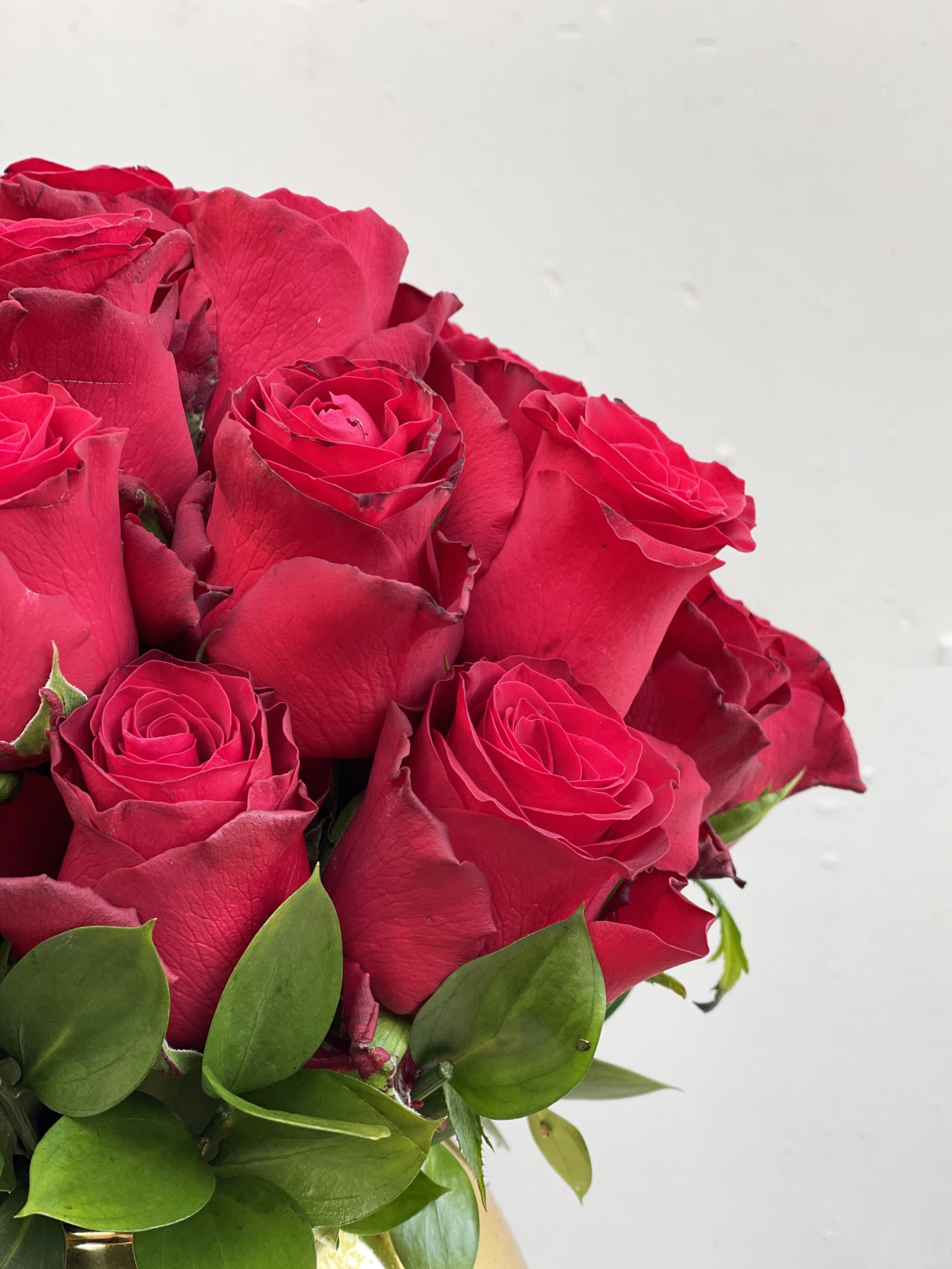 25 Red Roses in Gold Vase Equatorial Roses