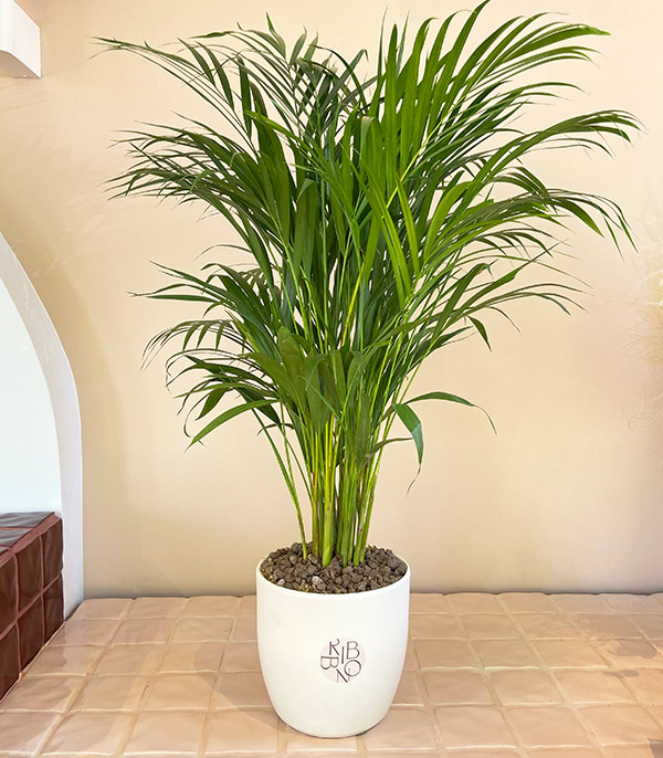 Areca Dypsis Lutescens in Ceramic Pot Areca Palm 100 cm