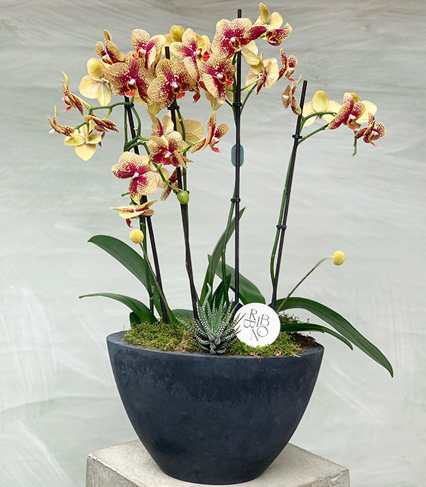 Beton Saksıda Sarı Orkide Quatro