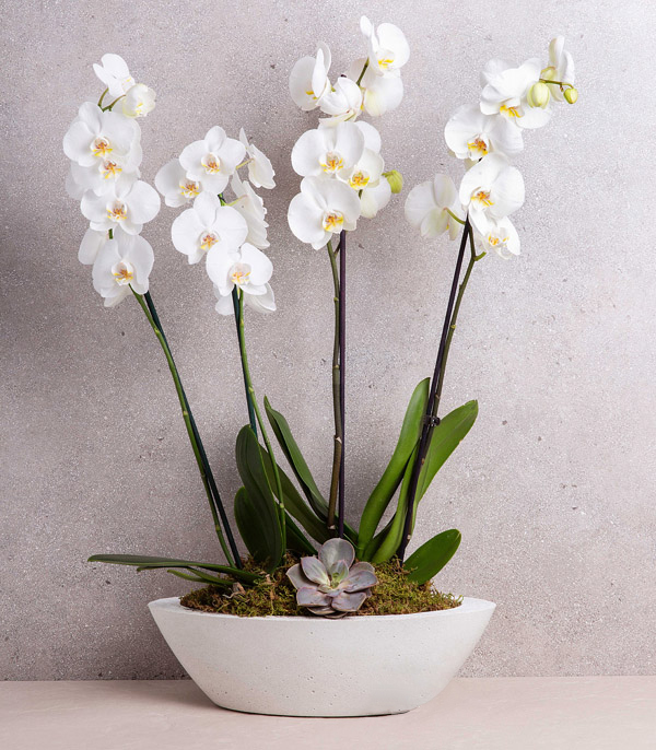 Beyaz Orkide Deluxe