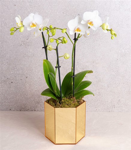 Beyaz Bellisimo Orkide Gold