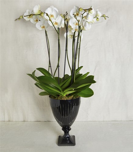 Grand Deluxe Siyah Saksı 6 Dallı Orkide Beyaz