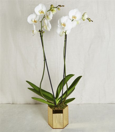 Beyaz Orkide Luxe