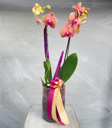Cam Vazoda Narçiçeği Orkide