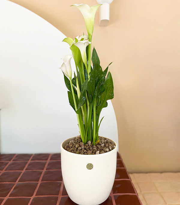 White Gala Flower in Deluxe White Ceramic Pot