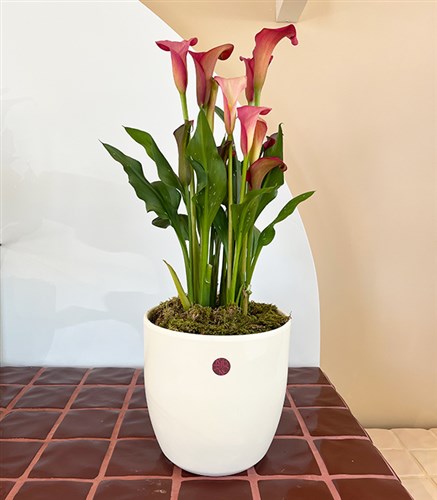 Claret Red Gala Flower in Deluxe White Ceramic Pot