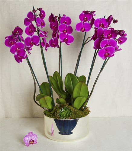 Fuchsia Orchid Grand Deluxe
