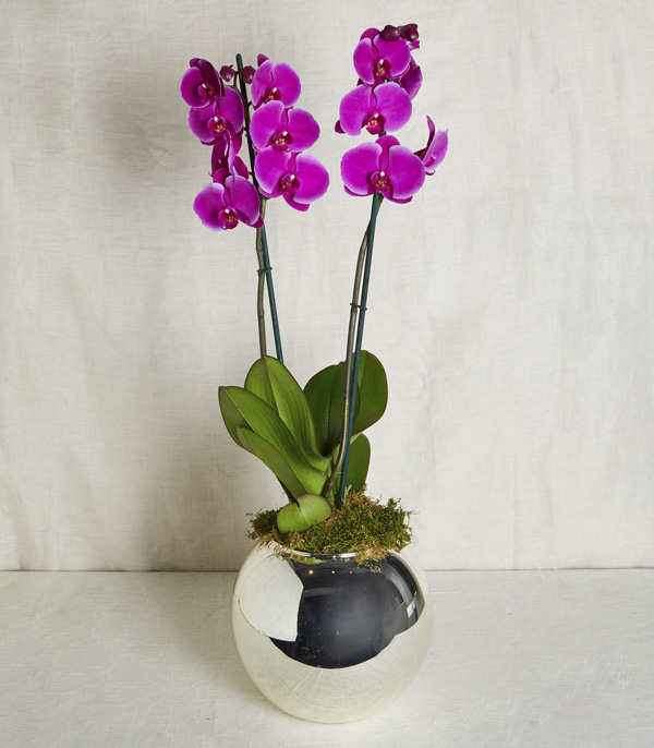 Fuchsia Orchid Luxe