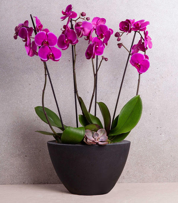Fuchsia Orchid Quatro