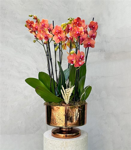 Grand Gold Pomegranate Flower Color Potted Orchid
