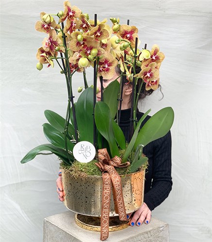Royal Deluxe Gold Potted Orchid 8 Branches Yellow