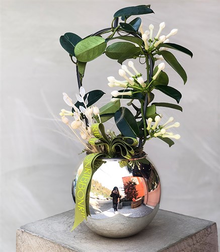 Gümüş Top Vazoda Beyaz Yasemin Çiçeği