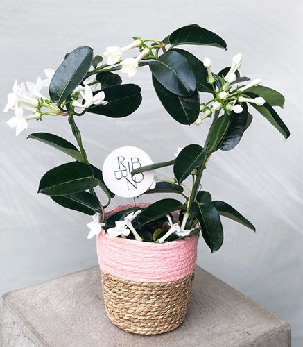 White Jasmine Flower in Wicker Basket