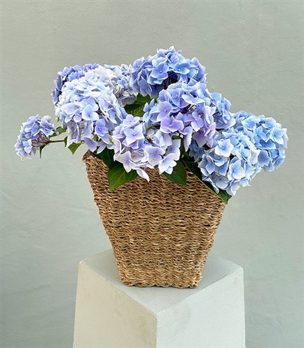 Purple Hydrangea in Wicker Basket