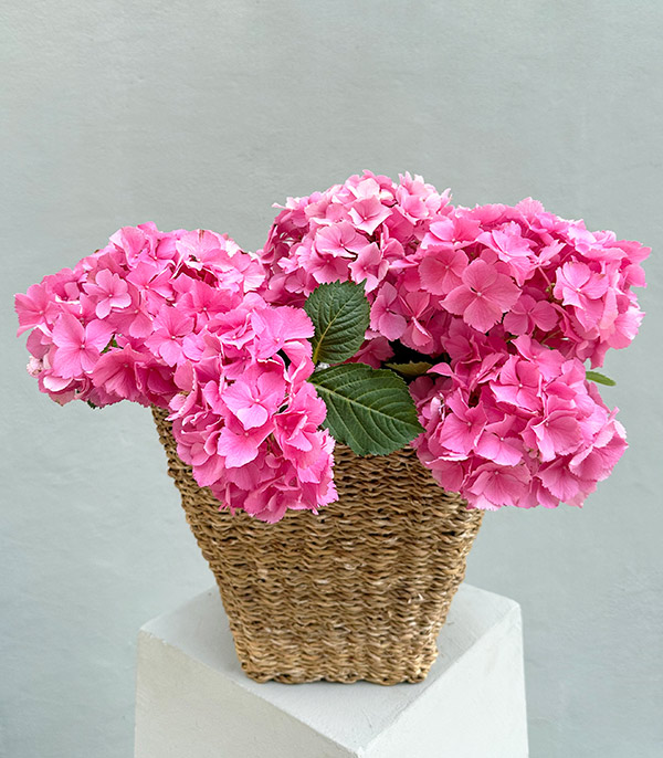 Pink Hydrangea in Wicker Basket