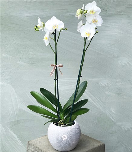 Luxe Beton Saksıda Orkide Beyaz
