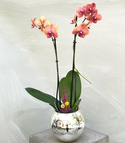 Luxe Silver Vase Pomegranate Flower Color Potted Orchid