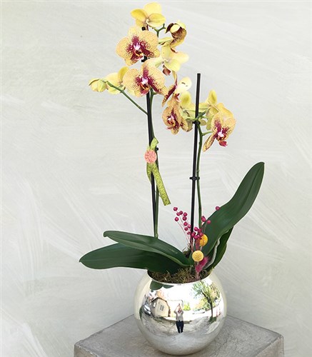 Luxe Silver Vase Yellow Potted Orchid