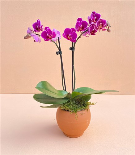 Mini Seramik Saksıda Fuşya Bellisimo Orkide