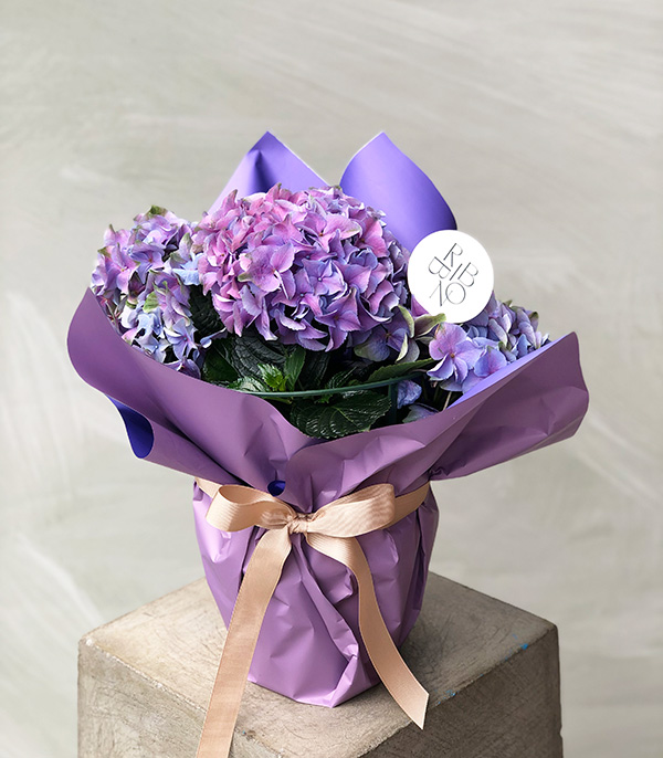 Purple Hydrangea in Pot