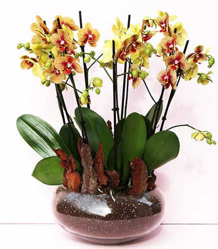 Grand Deluxe Glass Potted Orchid 6 Branches Yellow