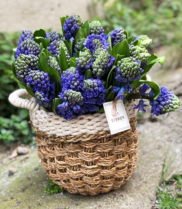 25 Purple Hyacinths Bouquet in Basket