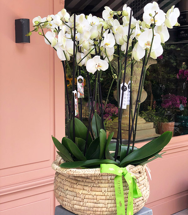 Sepette Grand Beyaz Orkideler