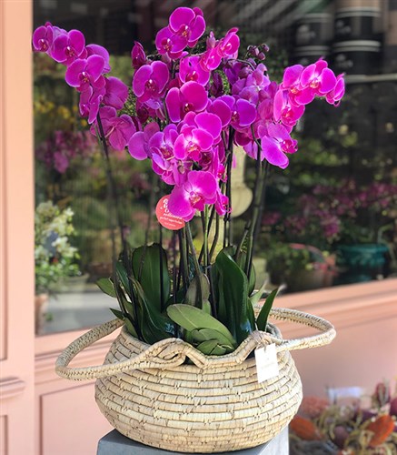 Grand Fuchsia Orchids in Basket