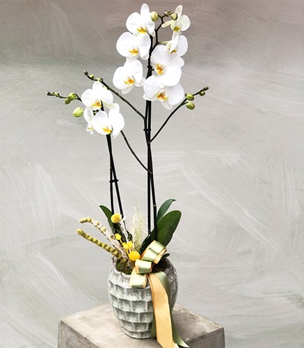 White Ceramic Potted Orchid