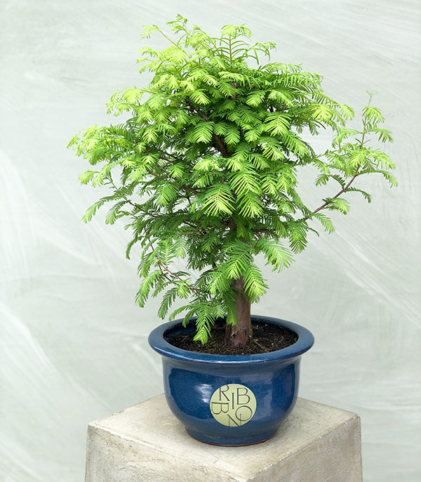 Deluxe Bonsai Tree in Ceramic Pot 60 cm