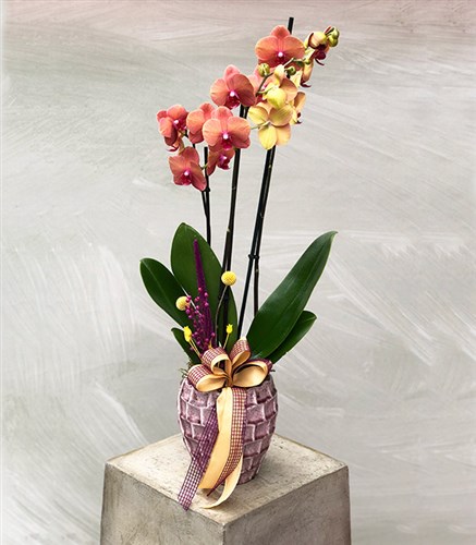 Seramik Saksıda 3 Dallı Narçiçeği Orkide_önden görünüş