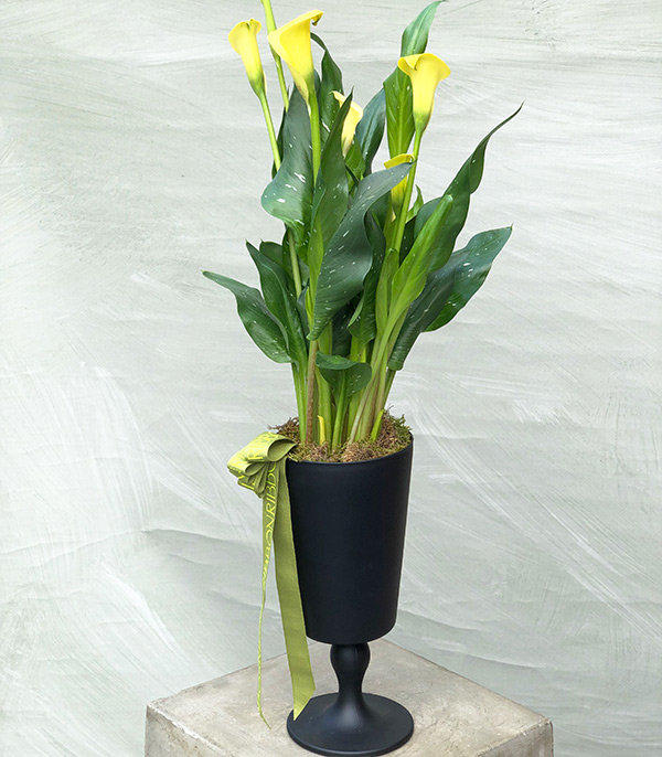Yellow Gala Black Glass Flower in Pot