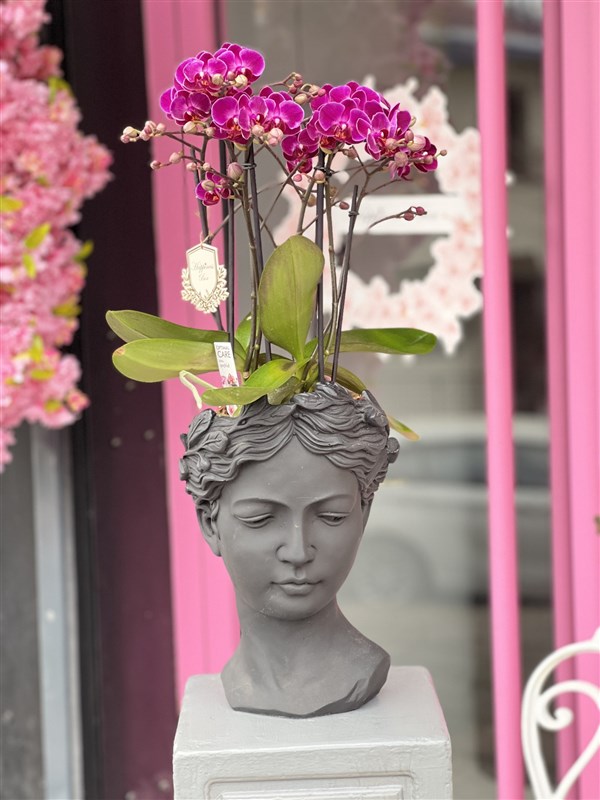 Dekoratif Vazoda Fuşya  Orkide