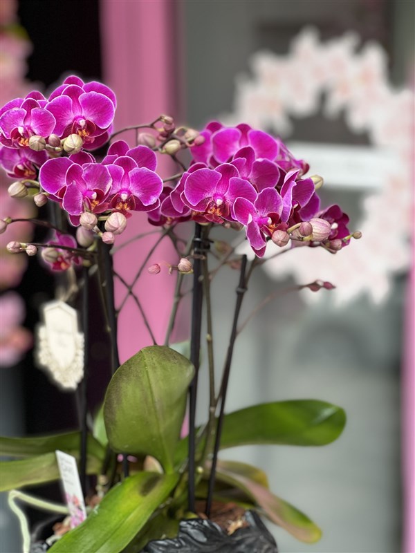 Dekoratif Vazoda Fuşya  Orkide