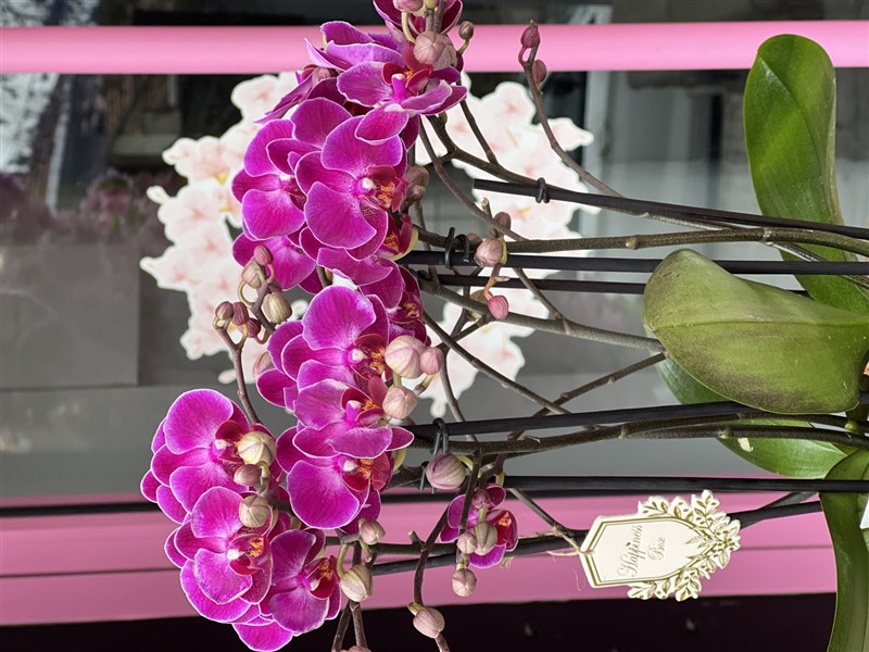 Dekoratif Vazoda Fuşya  Orkide