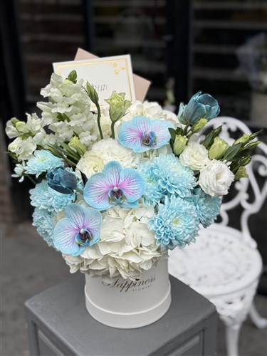 Blue Harmony Beyaz Ortanca Mavi Orkide