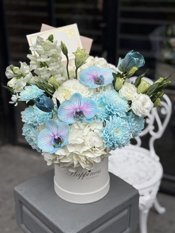 Blue Harmony Beyaz Ortanca Mavi Orkide