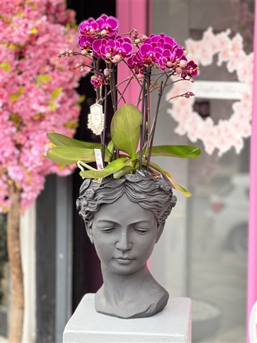 Dekoratif Vazoda Fuşya  Orkide