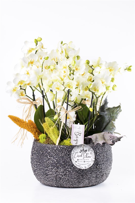 White Revel Orchid Beyaz Orkide