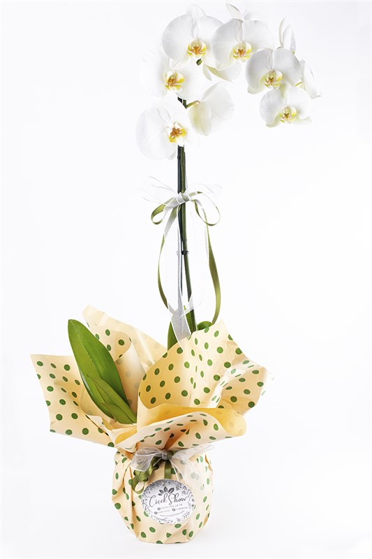 Monza Tek Dal Beyaz Orkide