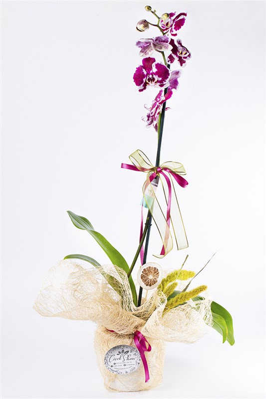 Vienna Orchid Tek Dal Orkide