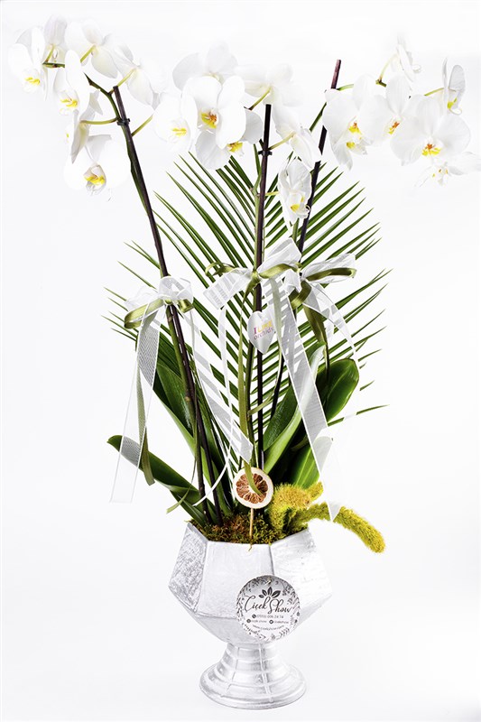 White Love 3 Dal Beyaz Phaleanopsis Orkide