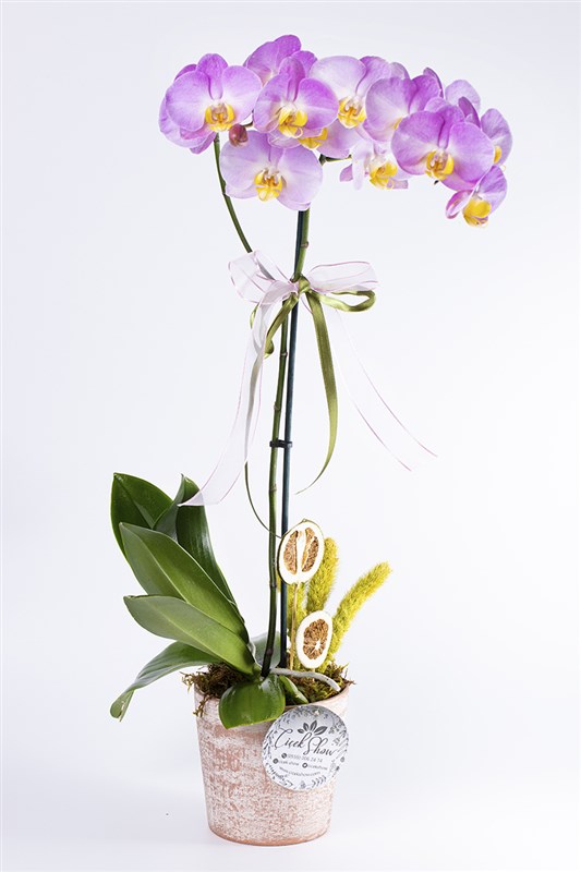 Amsterdam Orchid Tek Dal Pembe Orkide