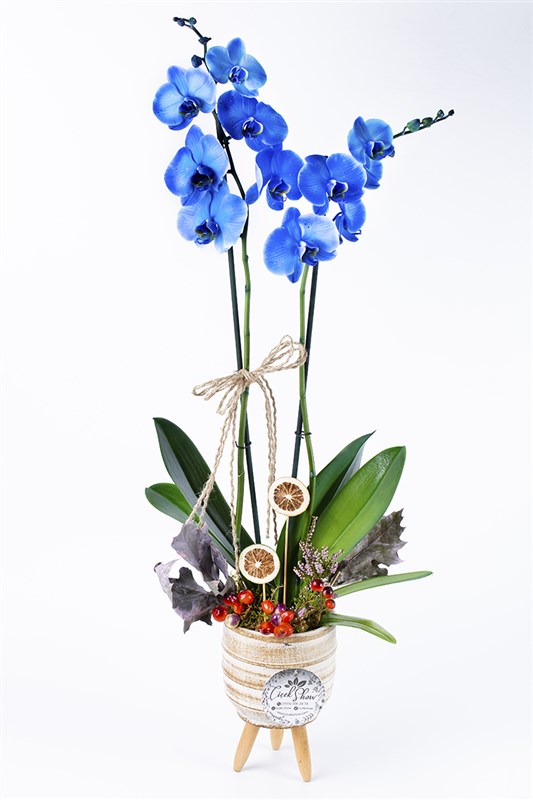 Blue Happiness Mavi Mutluluk Orkide