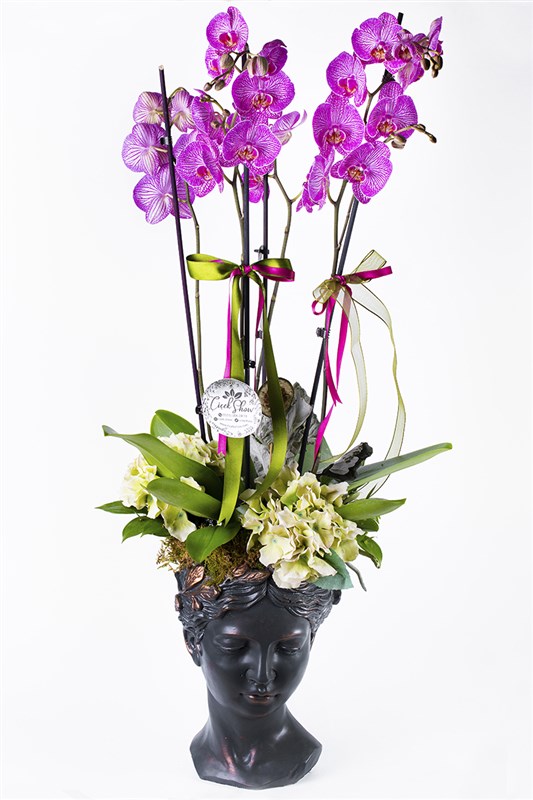Helen Orchid Mor Orkide