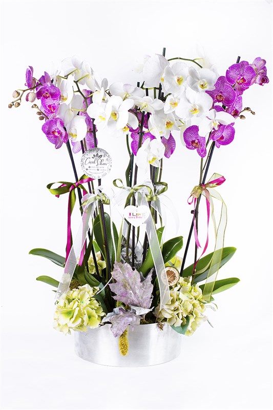 Purple White Orchid Mor Beyaz Orkide