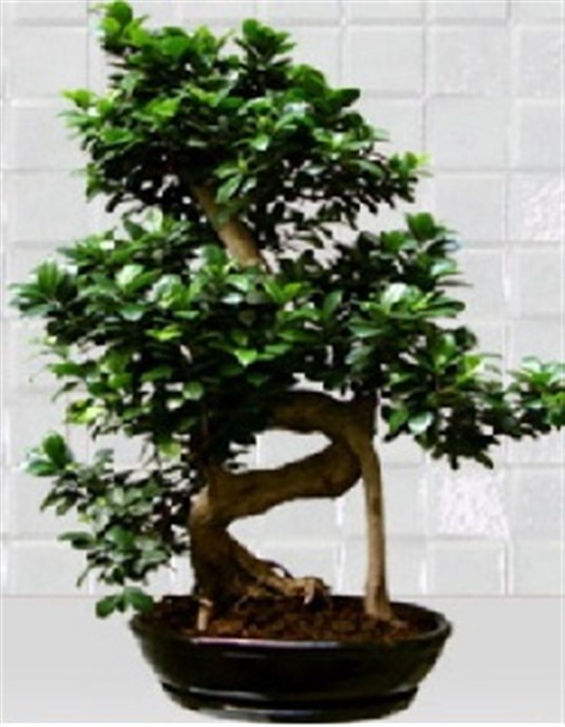 Ginseng Ficus Bonsai Ağacı