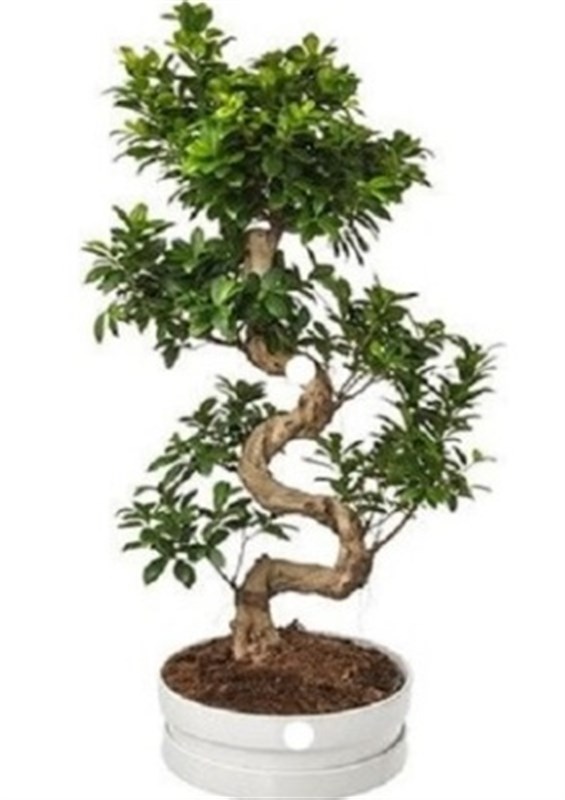 Ginseng Ficus Burgulu Bonsai Ağacı